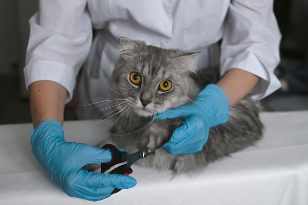 Professional female vet examining grey cat on examination table Veterinary clinic for domestic cats