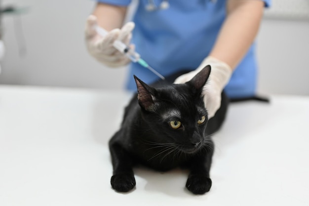 A professional female veterinarian vaccinating a cute black cat in the examination room