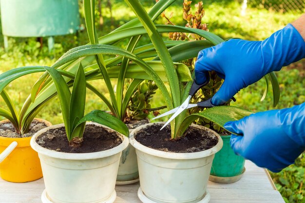 プロの花屋は家の花の乾燥した葉を切り取ります観葉植物のケアの概念