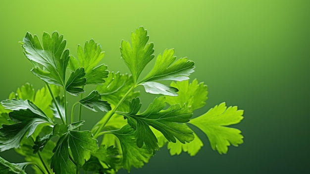 Photo professional food photography of coriander