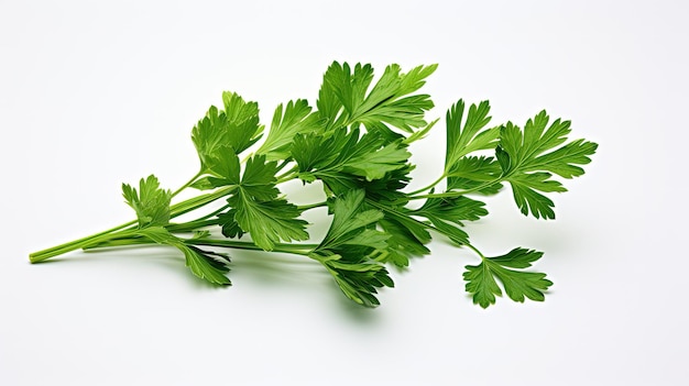 Professional food photography of Parsley