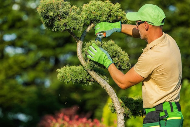 Professional gardener pruning decorative trees inside a mature garden