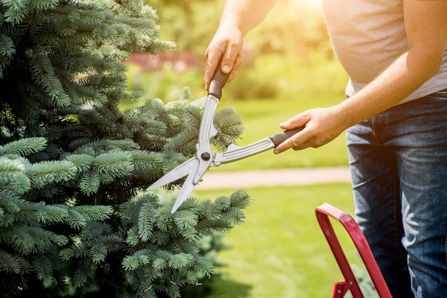 Giardiniere professionista che pota un albero con le forbici del giardino