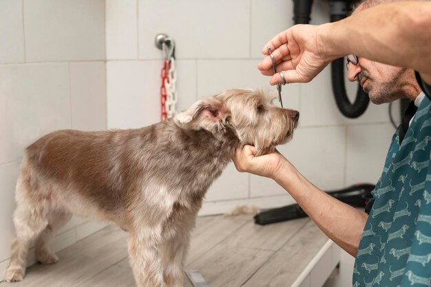 Professional groomer cut fur with scissors at the dog Dog at the grooming salon or vet clinic