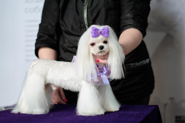 プロのグルーマーがヘアカットショーのためにマルタの犬を展示しました