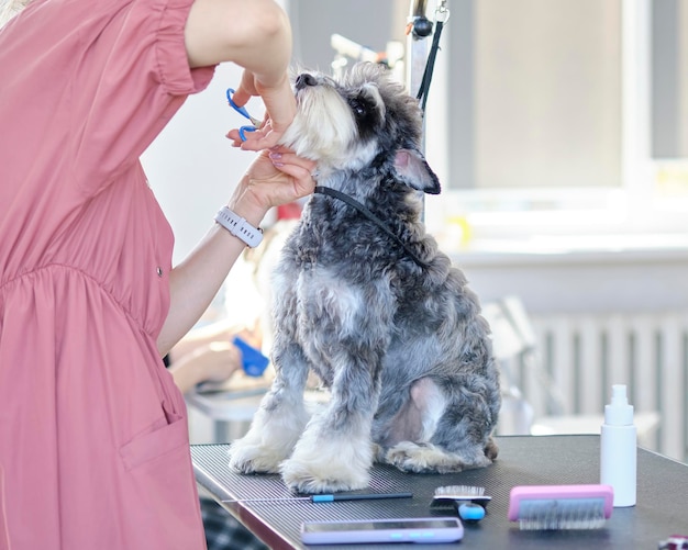 Il toelettatore professionista raddrizza le linee della testa dello schnauzer