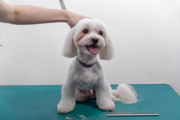 Professional groomer takes care of Maltese lapdog in animal beauty salon.