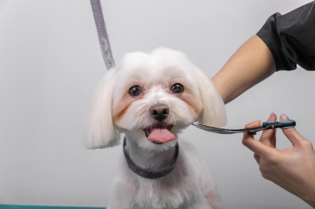 Professional groomer takes care of Maltese lapdog in animal beauty salon.