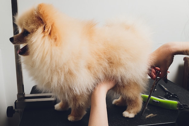 Toelettatore professionale che taglia le zampe dei cani a pelo lungo