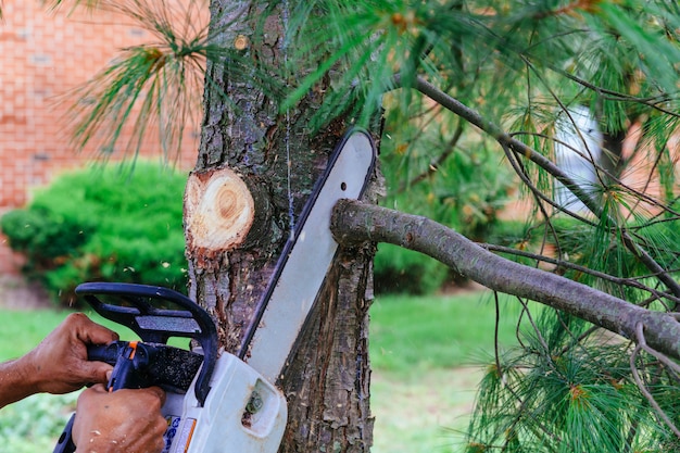 Photo professional is cutting trees using a chainsaw