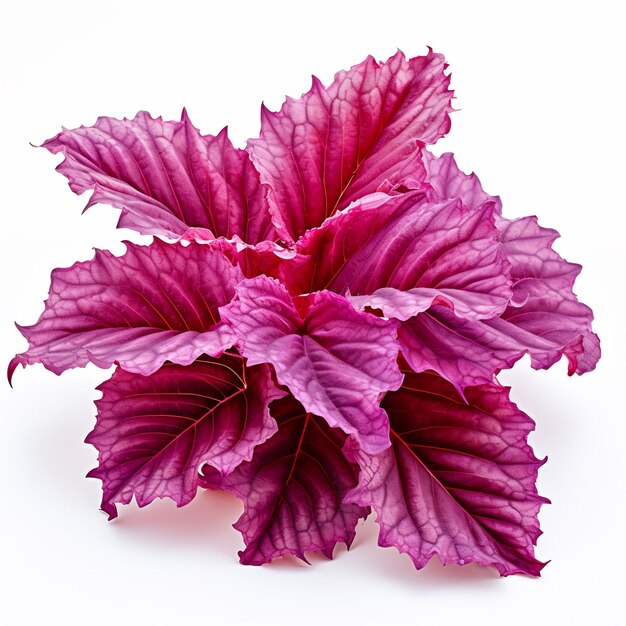 Professional Leaf Decorations Clean Flower Isolated and Elegant TopView Beauty Leaf Natural