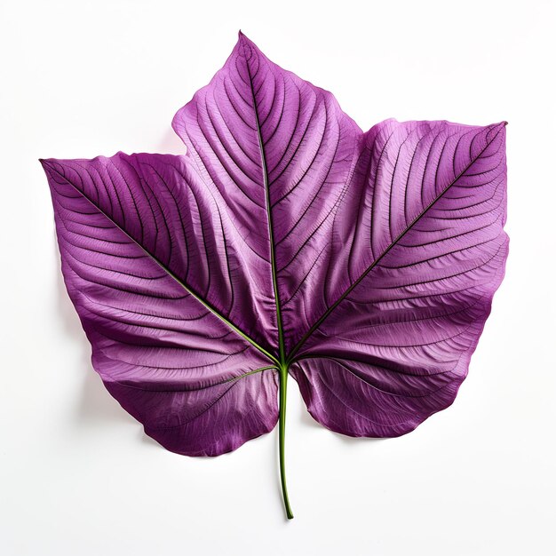 Professional Leaf Decorations Clean Flower Isolated and Elegant TopView Beauty Leaf Natural