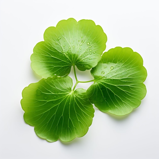 Professional Leaf Decorations Clean Flower Isolated and Elegant TopView Beauty Leaf Natural
