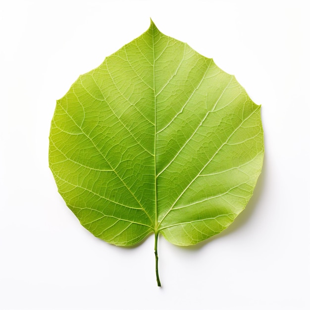 Professional Leaf Decorations Clean Flower Isolated and Elegant TopView Beauty Leaf Natural