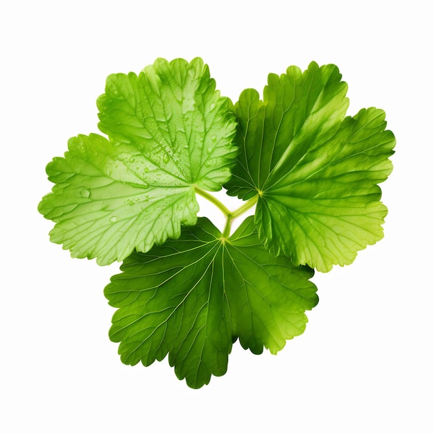 Professional Leaf Decorations Clean Flower Isolated and Elegant TopView Beauty Leaf Natural