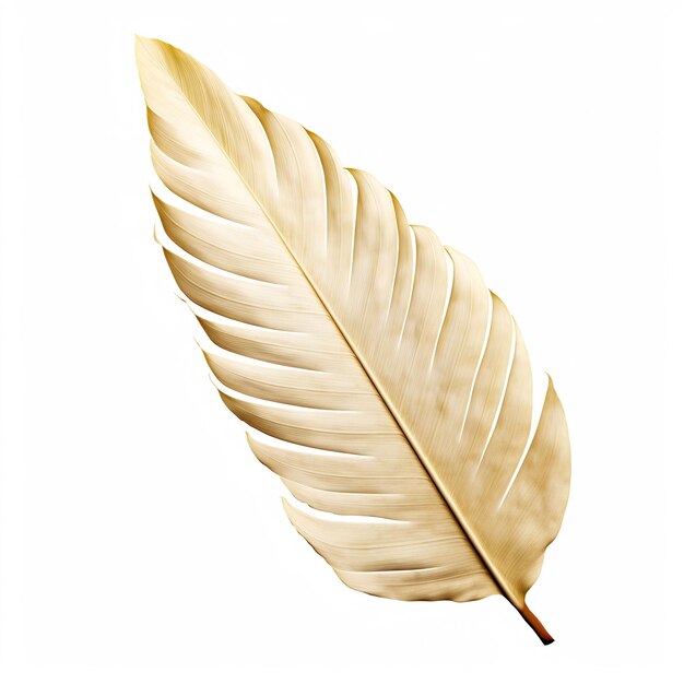 Professional Leaf Decorations Clean Flower Isolated and Elegant TopView Beauty Leaf Natural