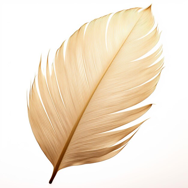 Professional Leaf Decorations Clean Flower Isolated and Elegant TopView Beauty Leaf Natural