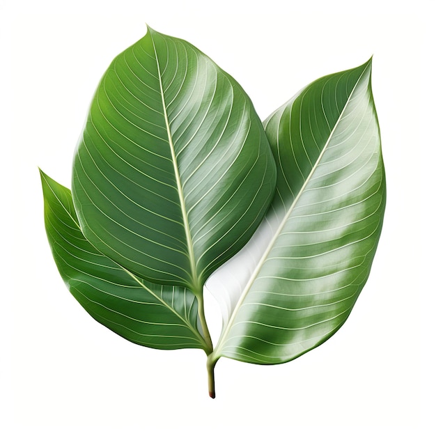 Professional Leaf Decorations Clean Flower Isolated and Elegant TopView Beauty Leaf Natural