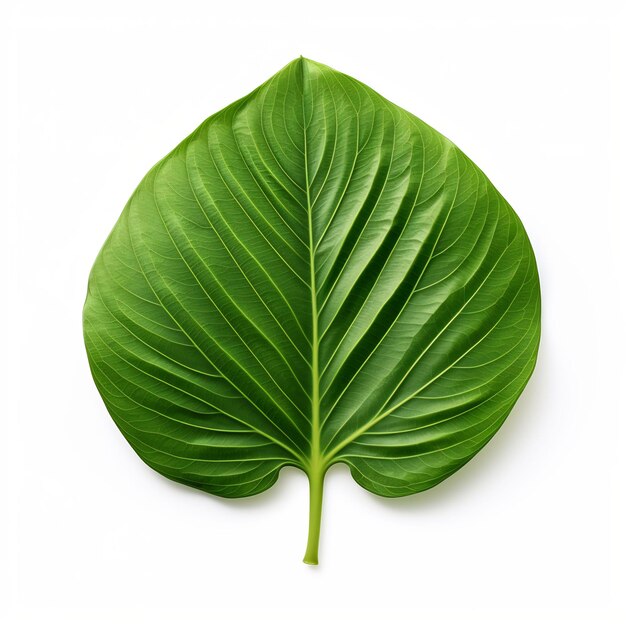 Professional Leaf Decorations Clean Flower Isolated and Elegant TopView Beauty Leaf Natural