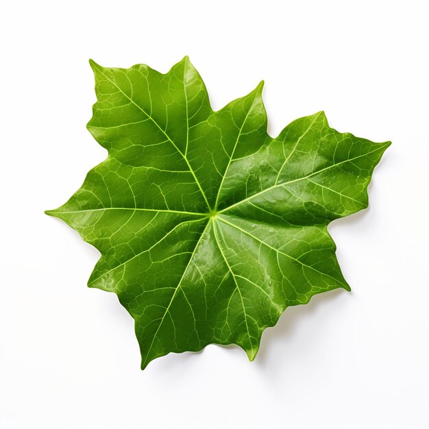 Professional Leaf Decorations Clean Flower Isolated and Elegant TopView Beauty Leaf Natural