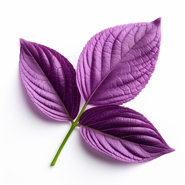 Professional Leaf Decorations Clean Flower Isolated and Elegant TopView Beauty Leaf Natural