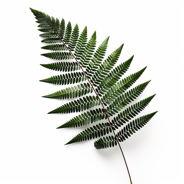 Professional Leaf Decorations Clean Flower Isolated and Elegant TopView Beauty Leaf Natural