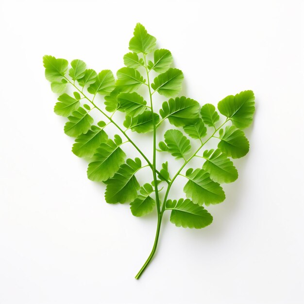 Professional Leaf Decorations Clean Flower Isolated and Elegant TopView Beauty Leaf Natural