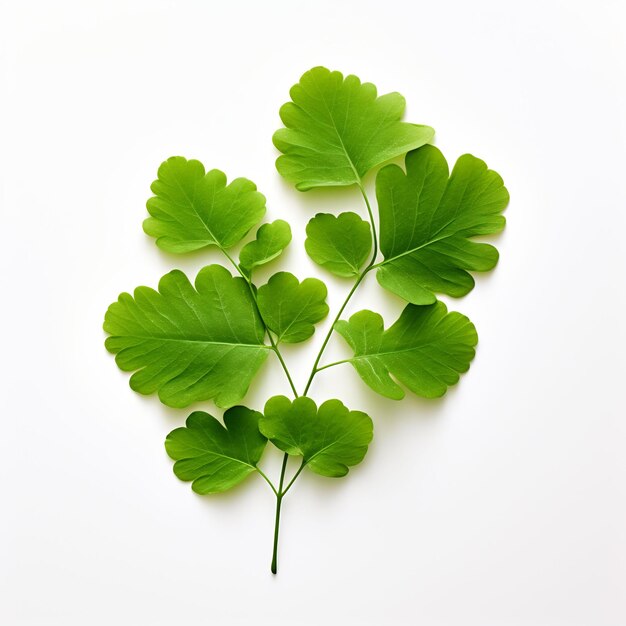 Professional Leaf Decorations Clean Flower Isolated and Elegant TopView Beauty Leaf Natural