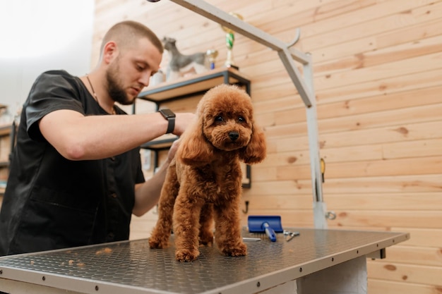 プロの設備を備えたグルーミングサロンでプードルティーカップ犬のヘアカットを作るプロの男性グルーマー