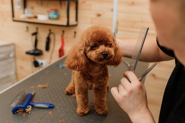 Professional male groomer making haircut of poodle teacup dog at grooming salon with professional equipment