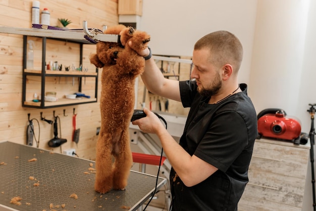 Professional male groomer making haircut of poodle teacup dog at grooming salon with professional equipment