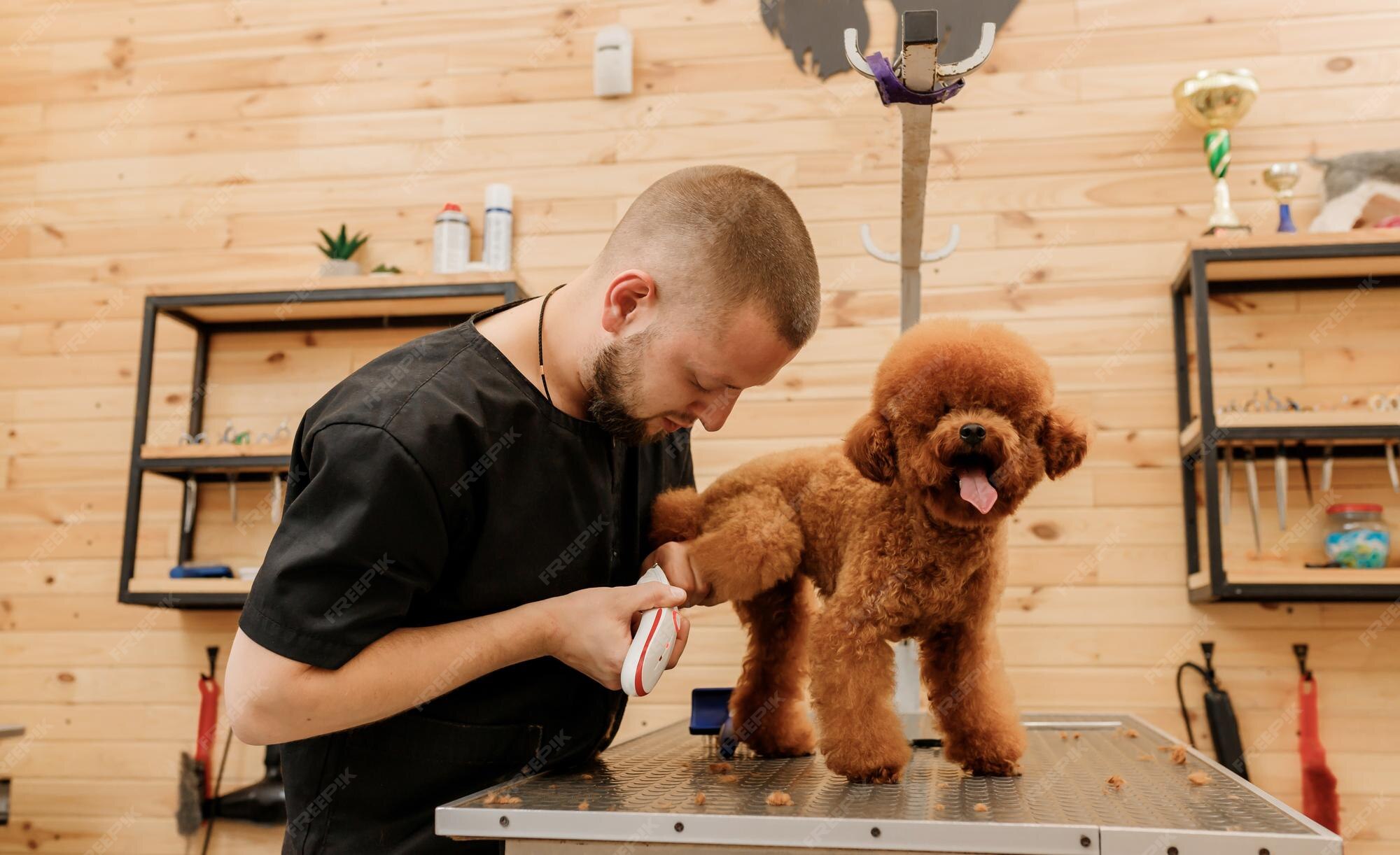 male toy poodle haircuts