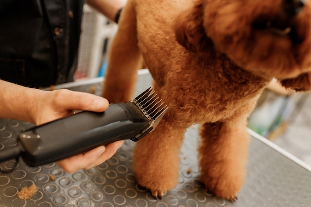 Professional male groomer making haircut of poodle teacup dog at grooming salon with professional equipment