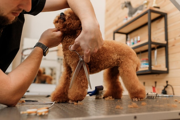Профессиональный грумер-мужчина делает стрижку чайной собаки пуделя в салоне груминга с профессиональным оборудованием