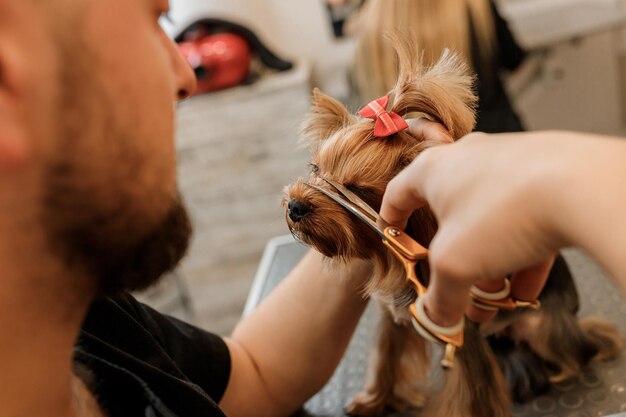 Professional male groomer making haircut of Yorkshire Terrier dog at grooming salon with professional equipment