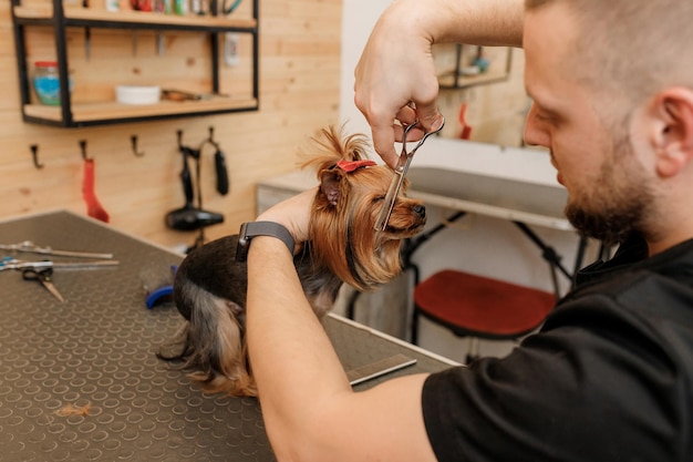 Professional male groomer making haircut of Yorkshire Terrier dog at grooming salon with professional equipment