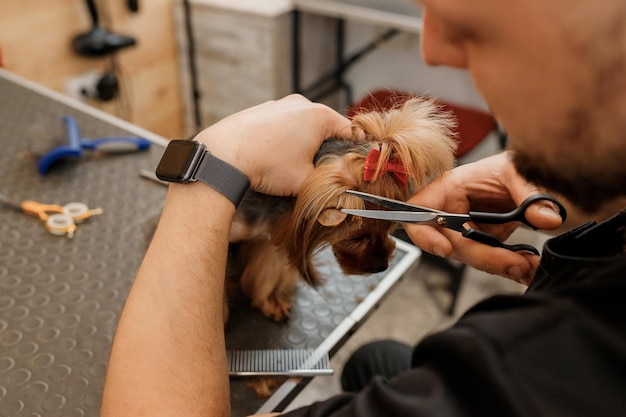 Professional male groomer making haircut of Yorkshire Terrier dog at grooming salon with professional equipment