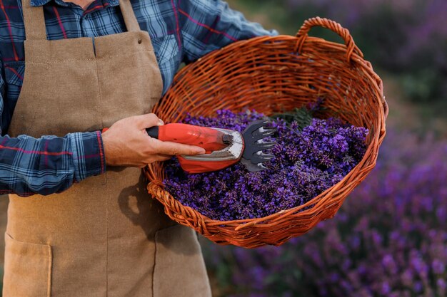 Professional man worker in uniform holding basket with cut Bunches of Lavender and Scissors on a Lavender Field Harvesting Lavander Concept