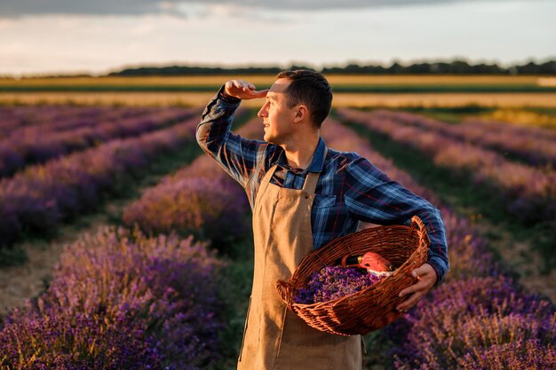 Professional man worker in uniform holding basket with cut Bunches of Lavender and Scissors on a Lavender Field Harvesting Lavander Concept