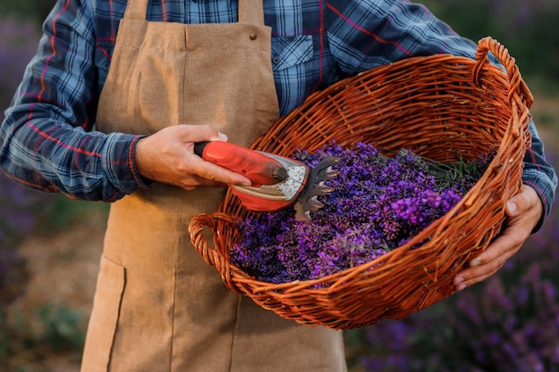 Professional man worker in uniform holding basket with cut Bunches of Lavender and Scissors on a Lavender Field Harvesting Lavander Concept