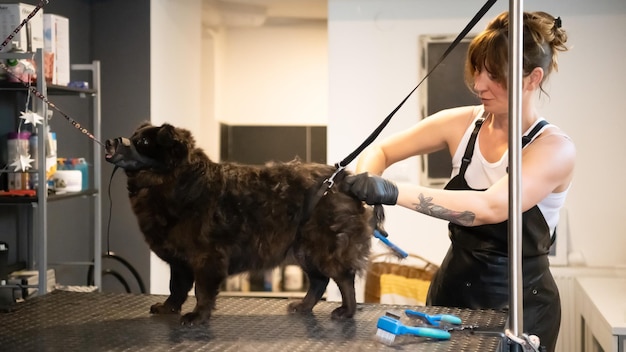 professional pet hairdresser hipster woman with tattoos cutting fur of cute black dog in beauty salon for animals