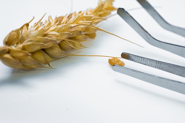 Professional scientist examining ear of wheat, experiments in chemical laboratory