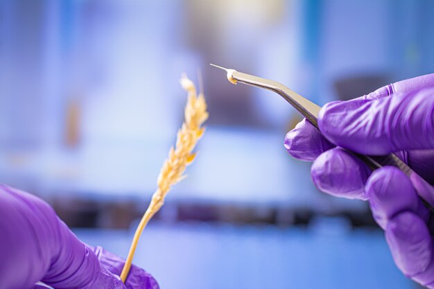 Professional scientist with gloves examining wheat ears, experiments in chemical laboratory