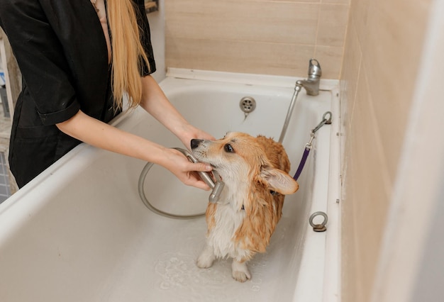 Professional skilled groomer carefully wash the funny Welsh Corgi Pembroke dog in bath before grooming procedure