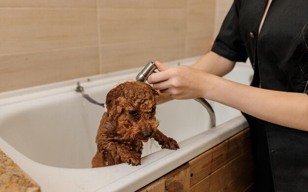 Un toelettatore professionista esperto lava accuratamente la tazza da tè cane barboncino in bagno prima della procedura di toelettatura