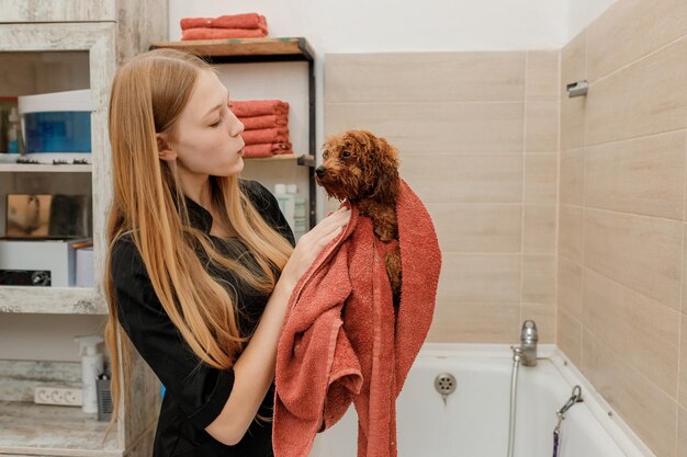 Professional skilled groomer carefully wiping with a towel after bathing teacup Poodle dog in bath before grooming procedure