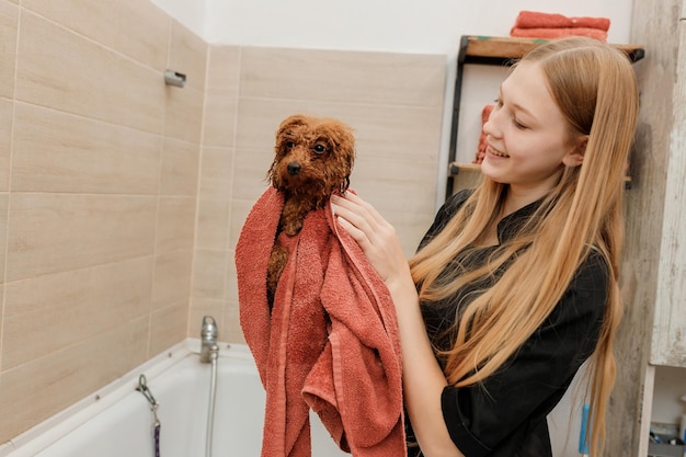 Professional skilled groomer carefully wiping with a towel after bathing teacup Poodle dog in bath before grooming procedure