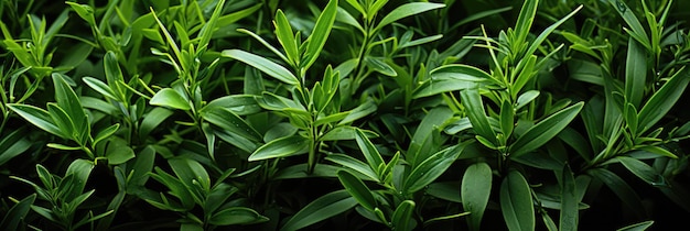 Professional Tarragon Texture For Background