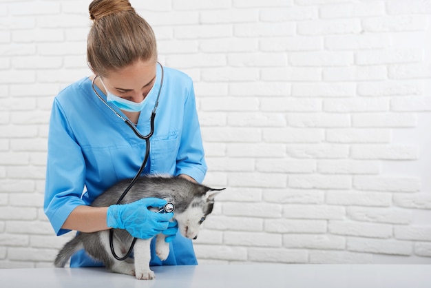 Photo professional veterinarian caring about little dog