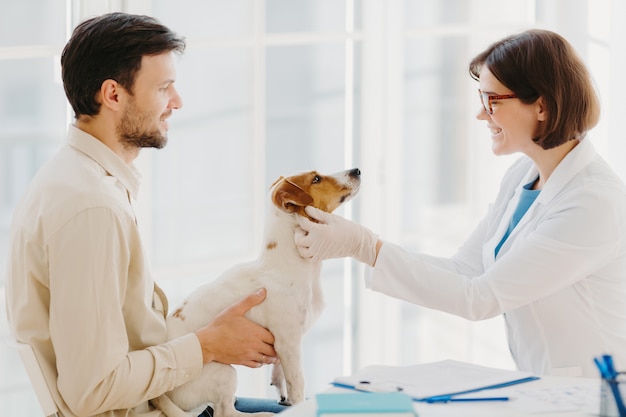 Professional veterinarian doctor makes checkup of jack russel terrier dog in clinic